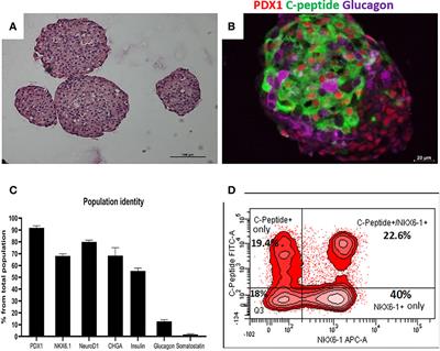 Selection for CD26− and CD49A+ Cells From Pluripotent Stem Cells-Derived Islet-Like Clusters Improves Therapeutic Activity in Diabetic Mice